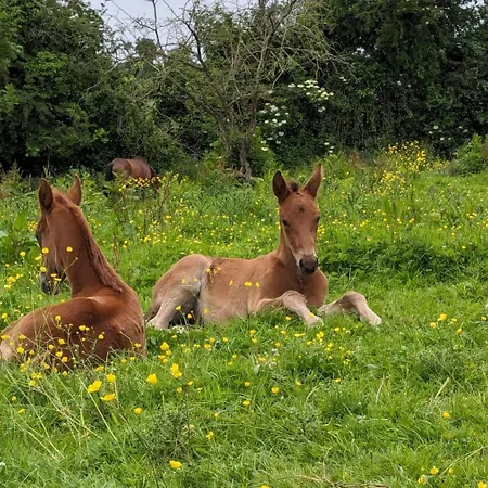 Le Haras D Havetot Gasthof Anctoville