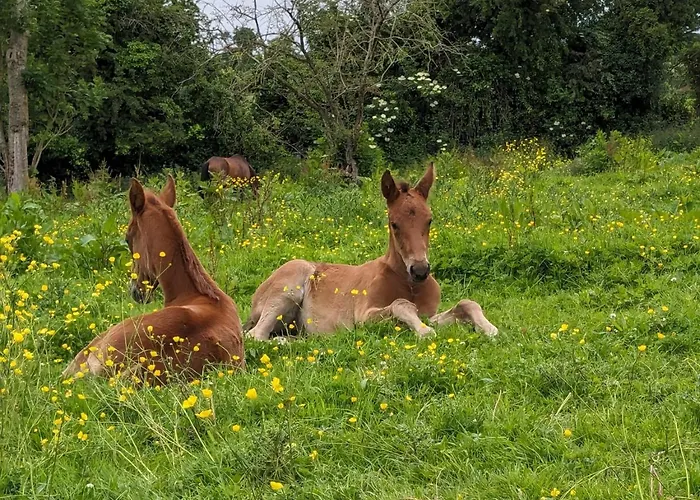 Le Haras D'havetot Pensión Anctoville